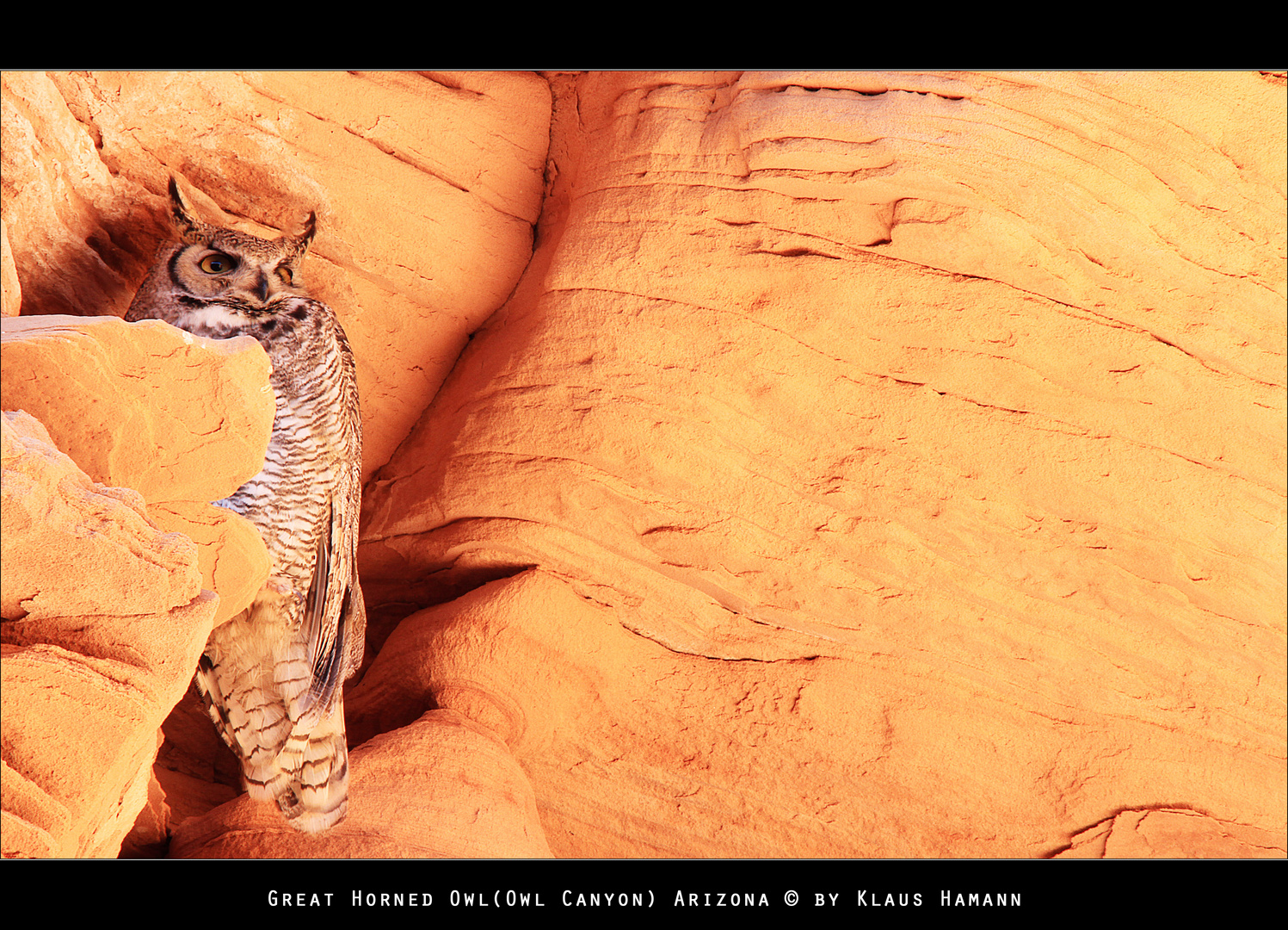 Great Horned Owl Foto & Bild tiere, wildlife, wild lebende vögel