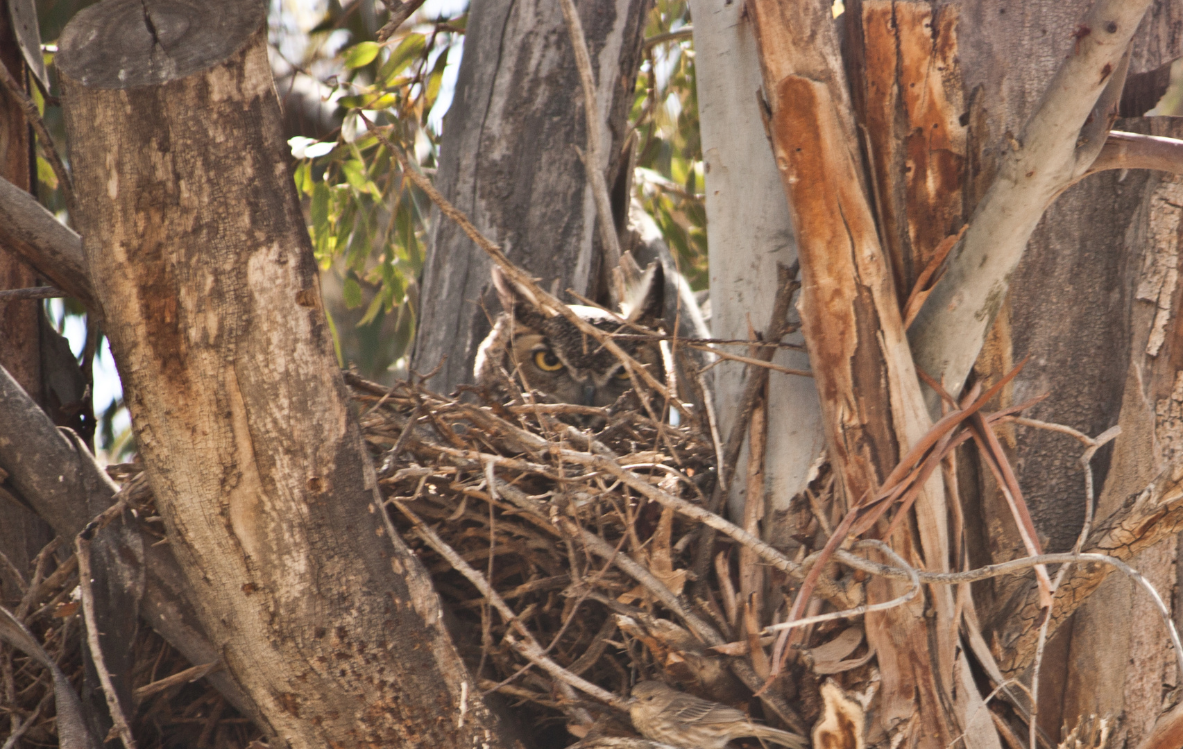 Great Horned Owl on her nest