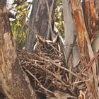 Great Horned Owl on her nest