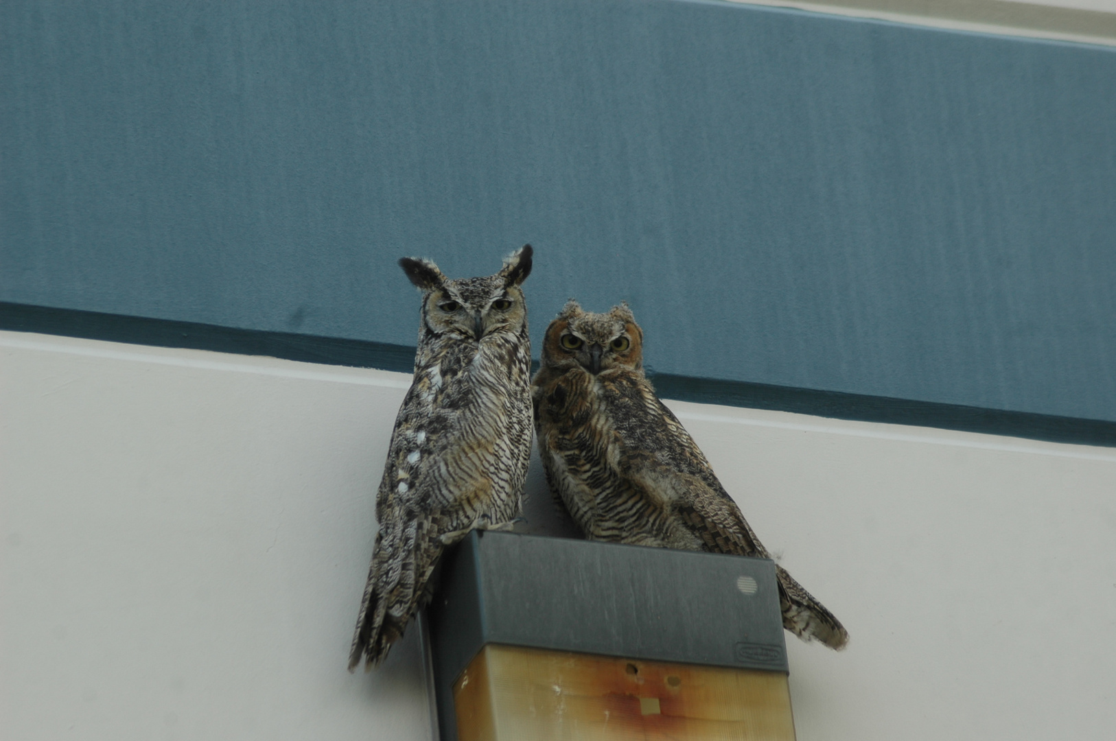 Great Horned Owls