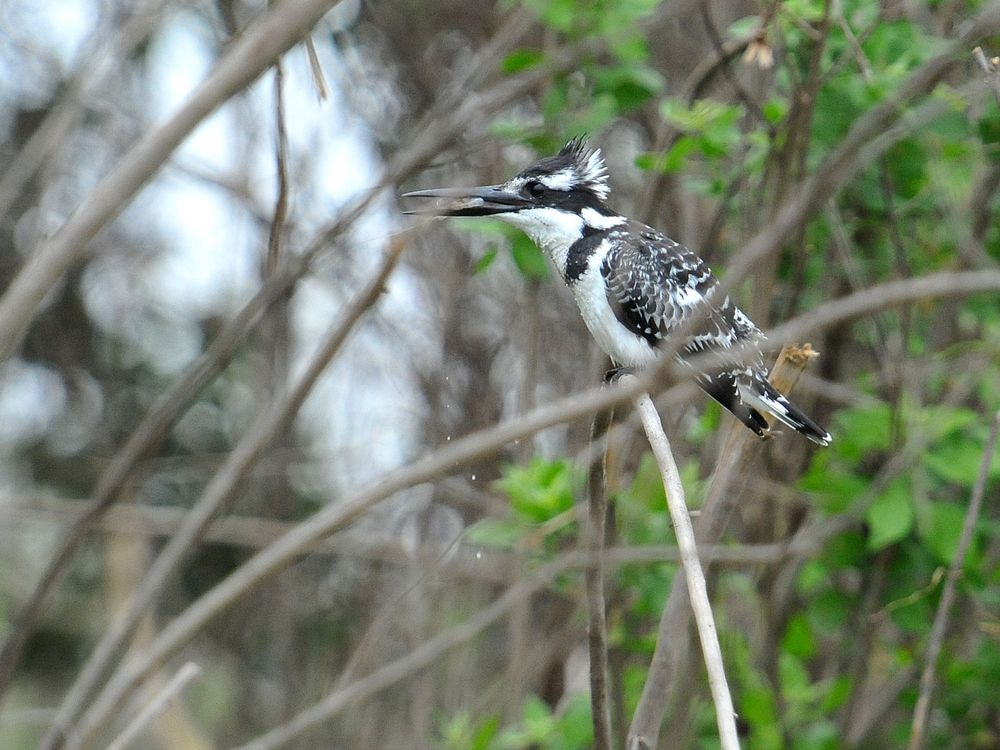 Great Kingfisher