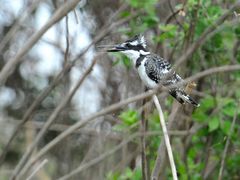 Great Kingfisher