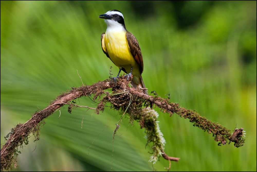 [ Great Kiskadee ]