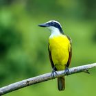 Great Kiskadee