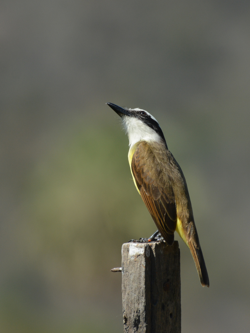 Great Kiskadee 