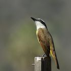 Great Kiskadee 