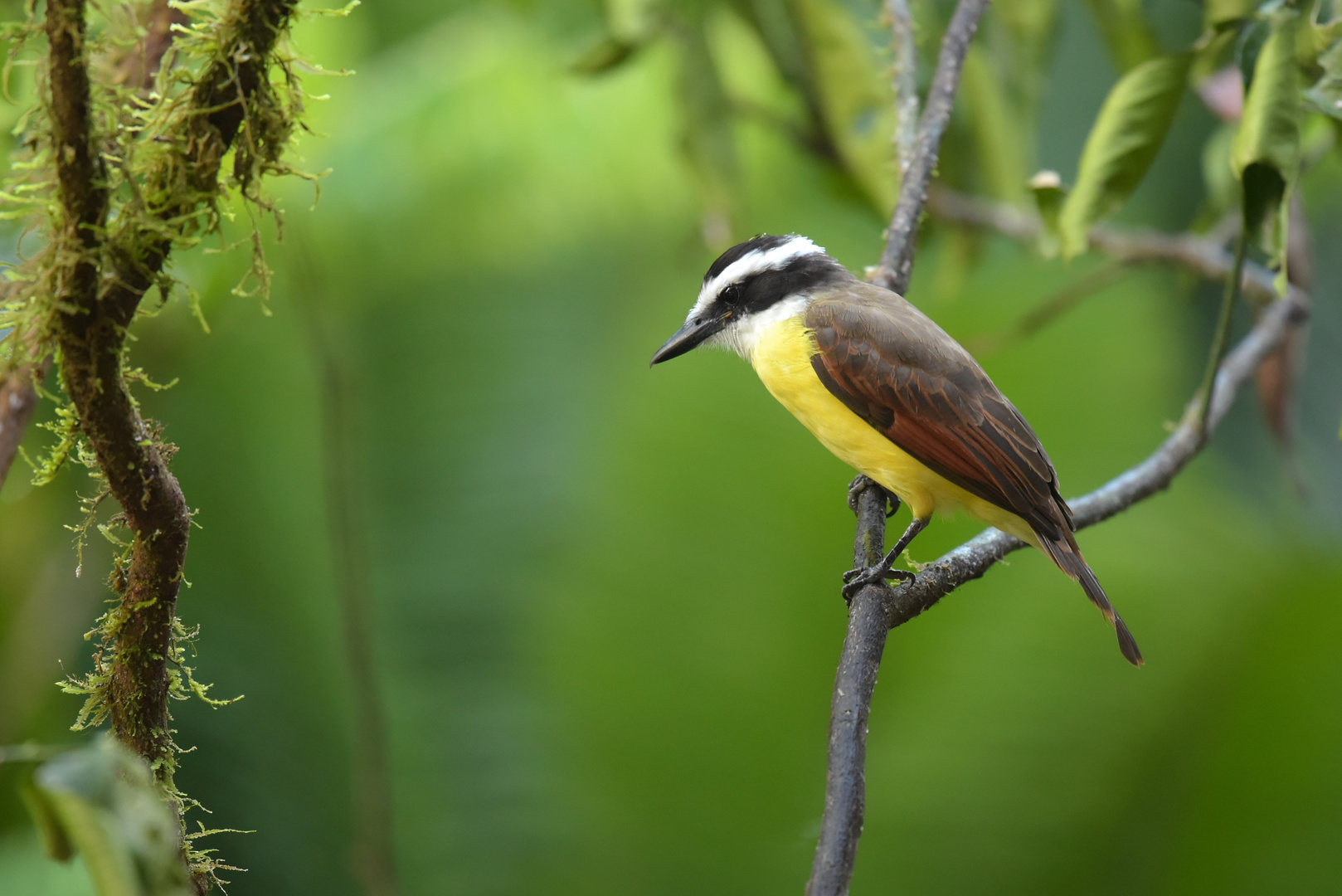 Great Kiskadee, Masken-Tyrann