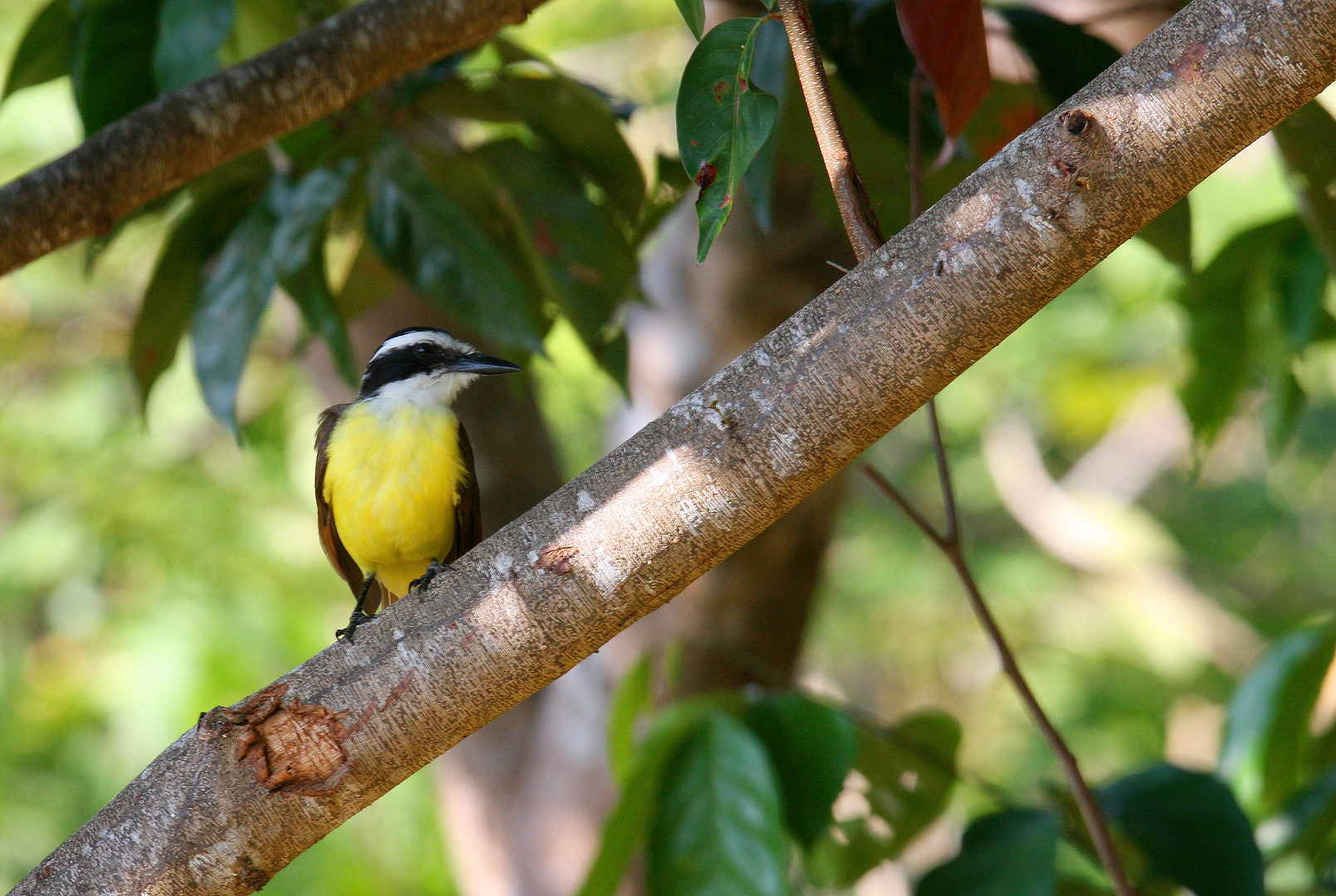 Great Kiskadee (Pitangus sulphurcatus), Manuel Antonio, Costa Rica