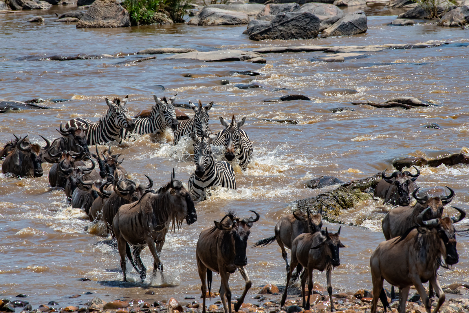 Great Migration