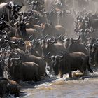 Great Migration