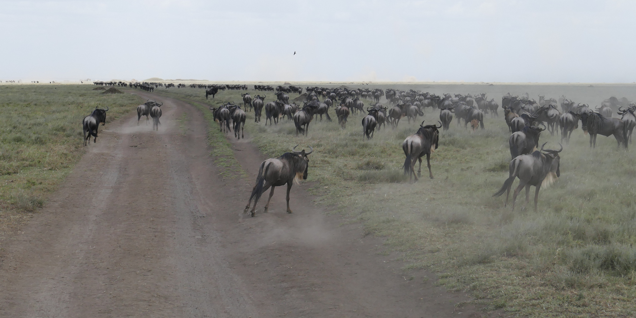 ...Great Migration...