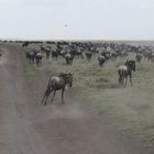 ...Great Migration...