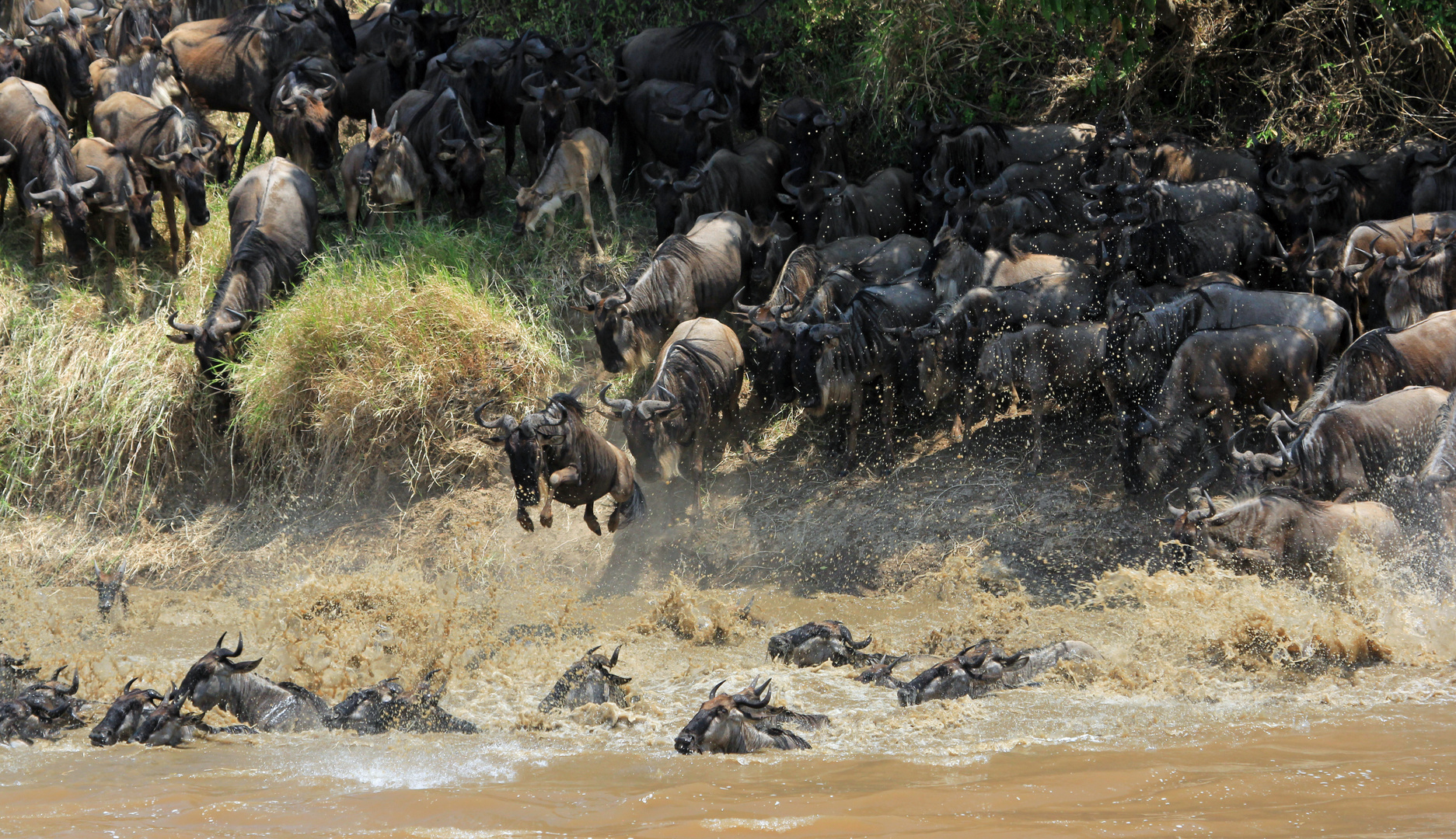 Great Migration Mara River