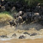 Great Migration Mara River