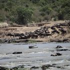 Great Migration / Mara River