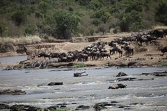 Great Migration / Mara River