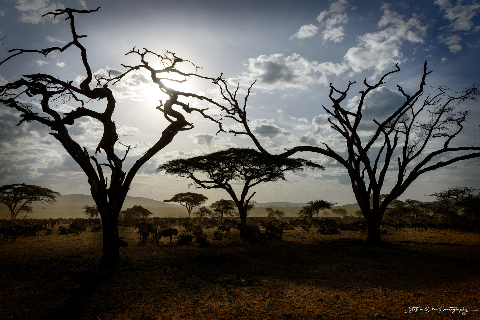 Great Migration Serengeti