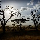 Great Migration Serengeti