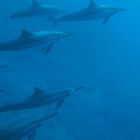 Great moment with spinner dolphins