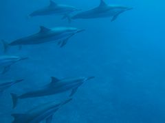 Great moment with spinner dolphins