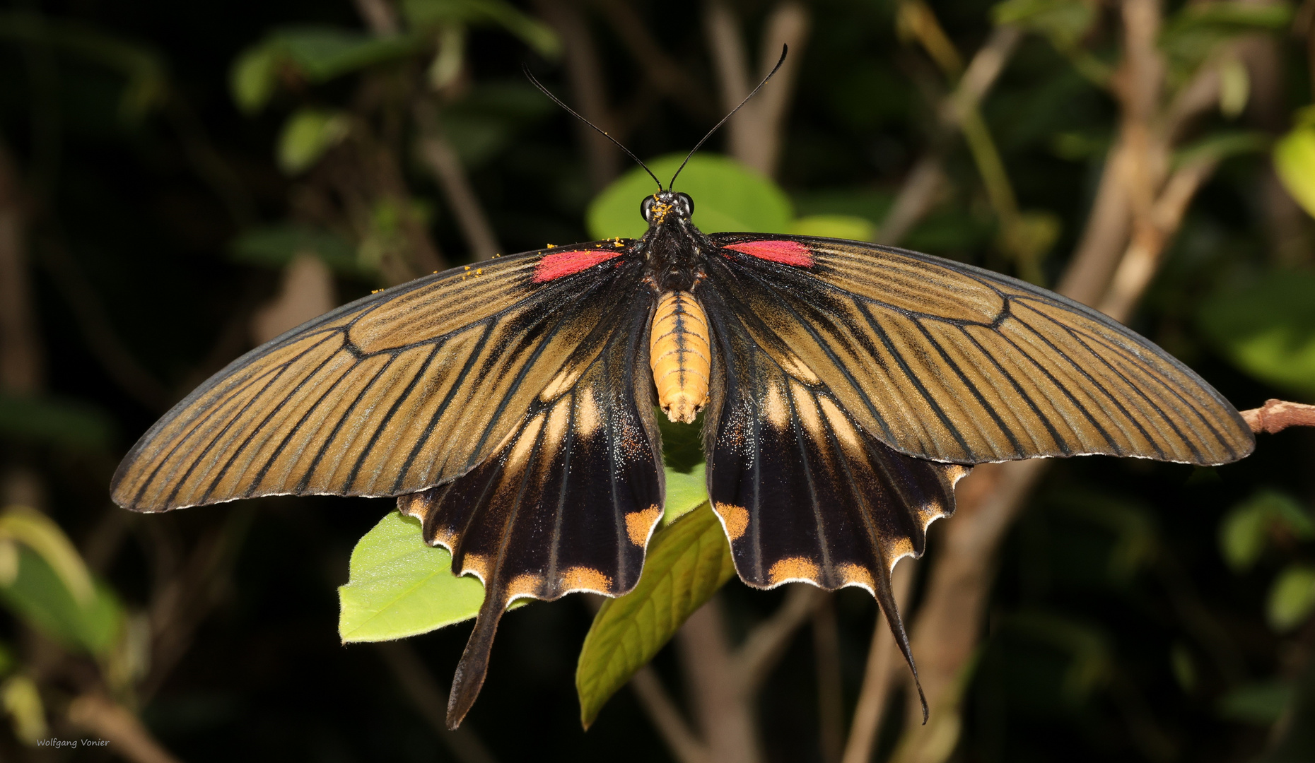 Great Mormon - Papilion memnon