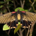 Great Mormon - Papilion memnon