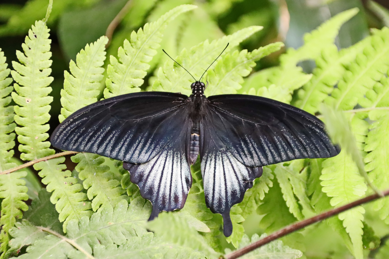 Great Mormon,Papilio memnon