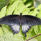 Great Mormon,Papilio memnon