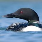 Great Northern Diver