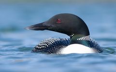 Great Northern Diver