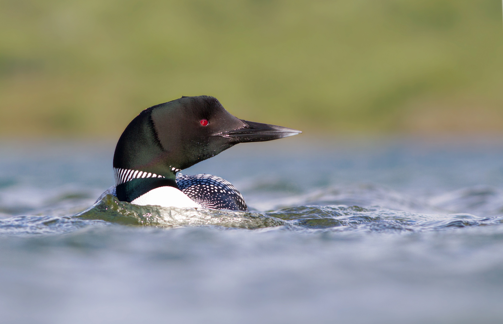 Great Northern Diver - Gavia immer