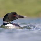 Great Northern Diver - Gavia immer