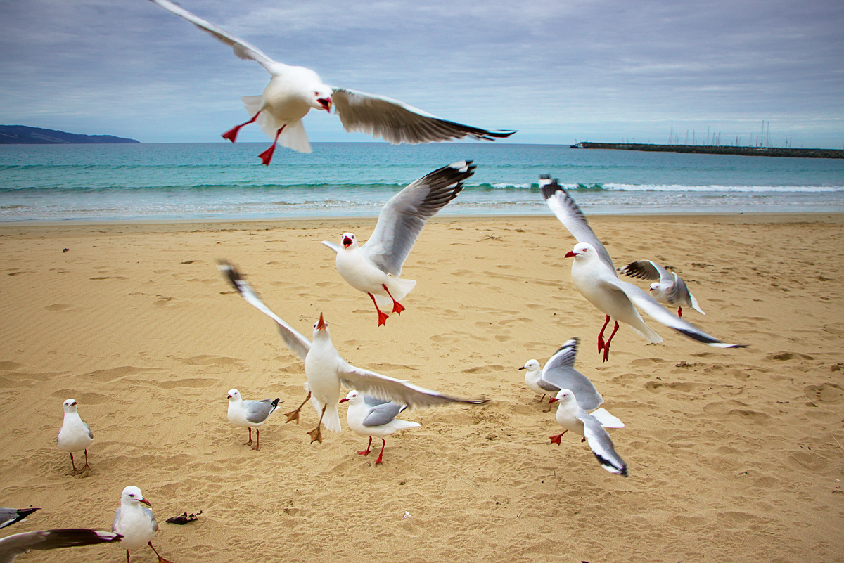 Great Ocean Road I