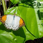 Great Orange-Tip