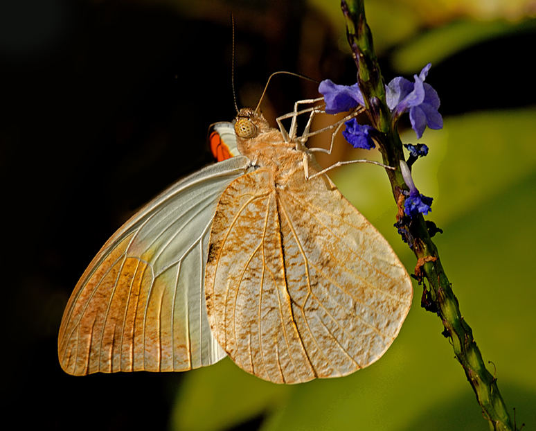 Great Orange Tip