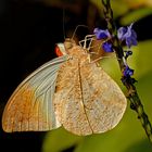 Great Orange Tip