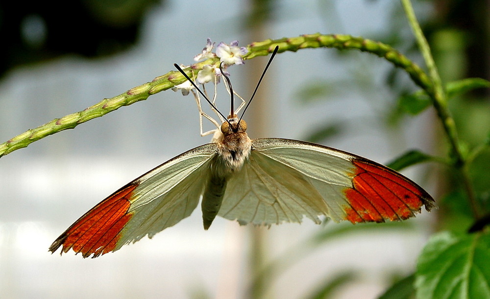 Great Orange Tip Butterfly