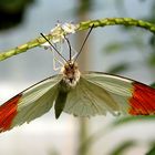 Great Orange Tip Butterfly