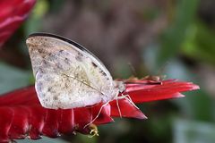 Great Orange Tip (Hebomoia glaucippe)