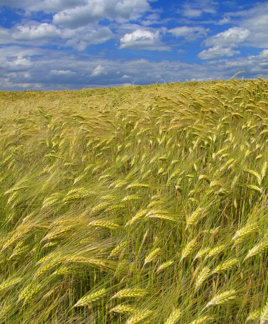 Great Plains.....