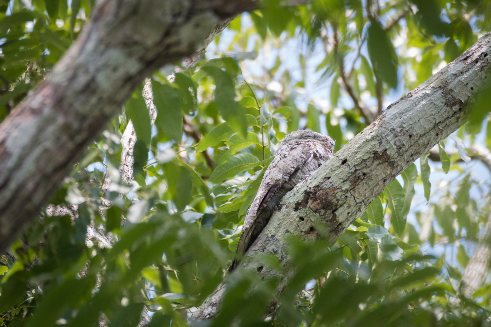 Great Potoo