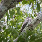 Great Potoo