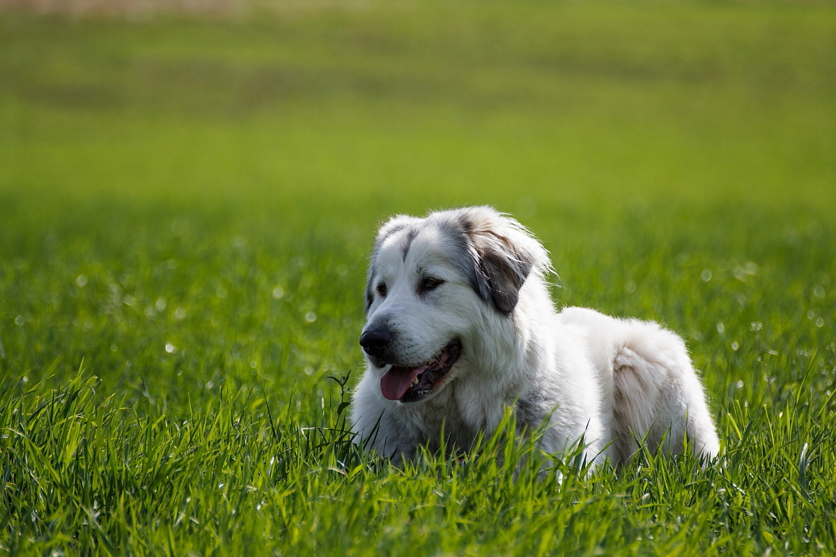 Great pyrenees 2