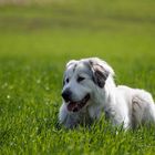 Great pyrenees 2