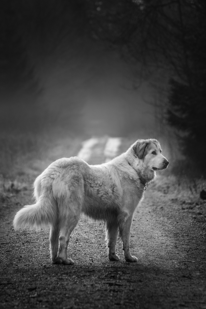 Great Pyrenees