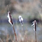 Great Reed Mace