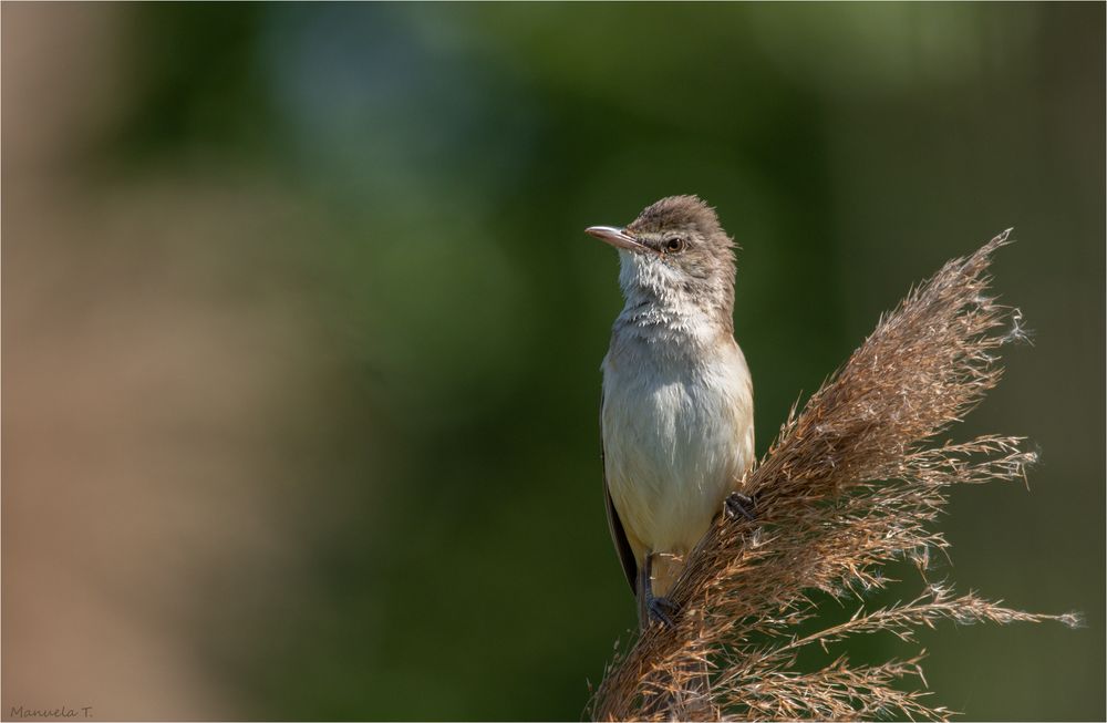 Great reed warbler