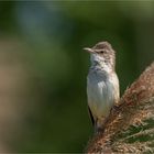 Great reed warbler