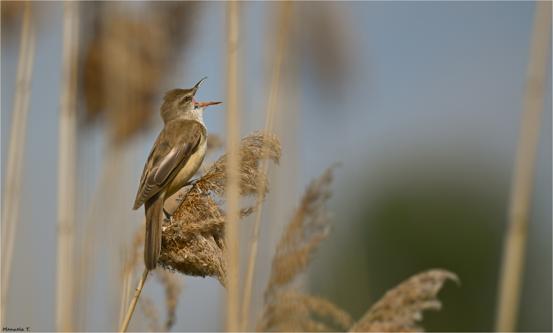 Great reed warbler