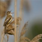 Great reed warbler
